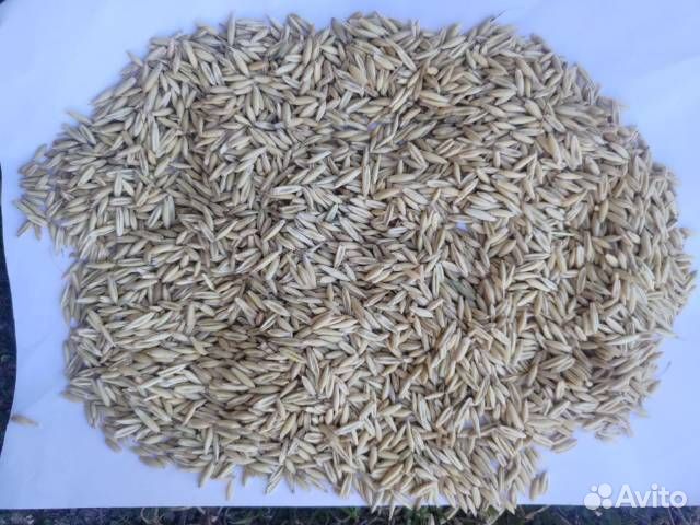 Овес продовльственный,фуражный