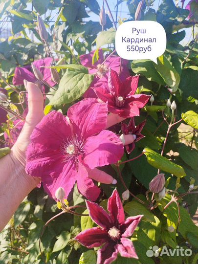 Саженцы клематиса