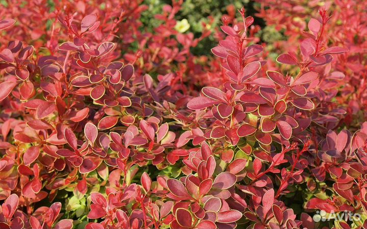 Барбарис Тунберга Корал