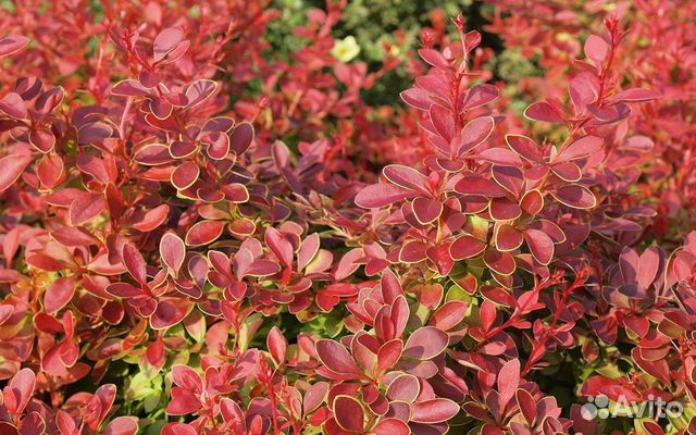 Барбарис Тунберга Корал