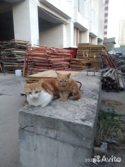 Котенок и мама выживают на стройке