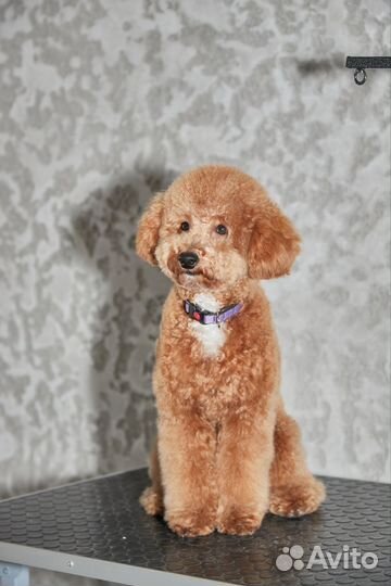 Стрижка собак бесплатно