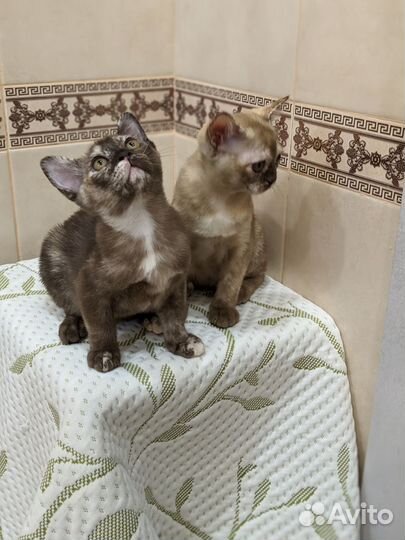 Бурманские котята