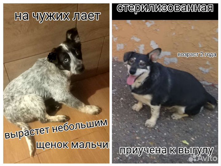 Щенки собачки привииы