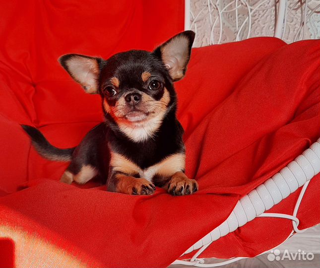 Чихуахуа девочка