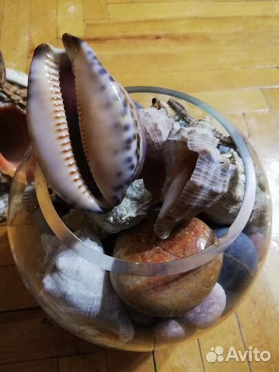 Морские ракушки раковины