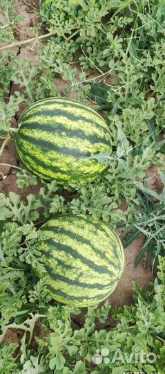 Арбуз Оптом