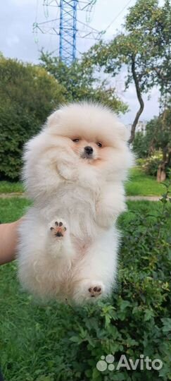 Померанский шпиц мини щенок