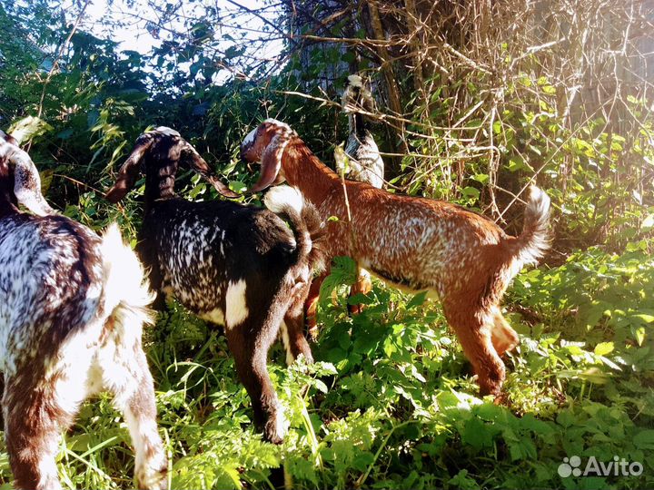 Ч\Породистые А.Н козочки и козлики