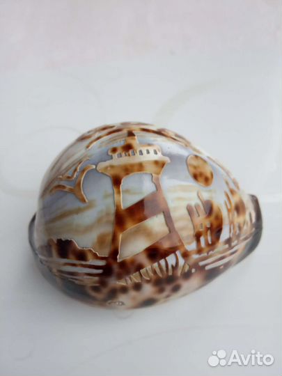Тигровая ракушка сувенир из Гоа Индия