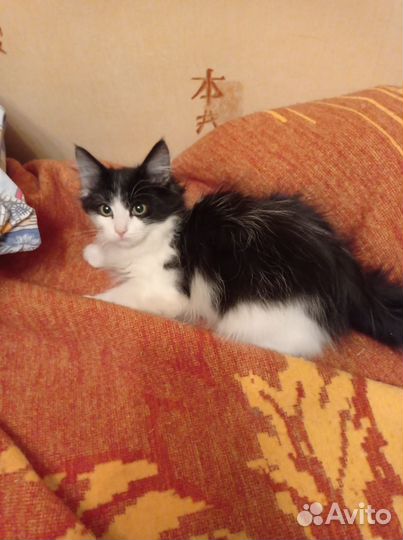 Котёнок мальчик ищет добрые ручки