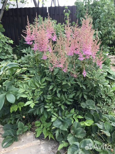 Много Разновидностей хост. Гортензии. В Токсово