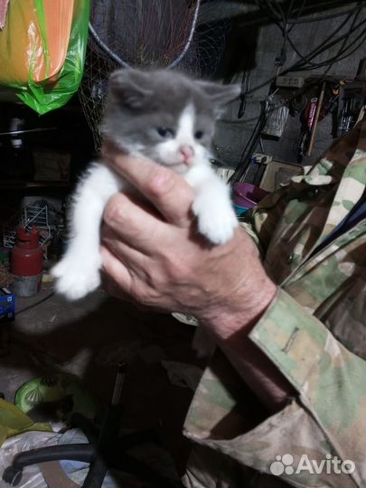 Котята в добрые руки даром