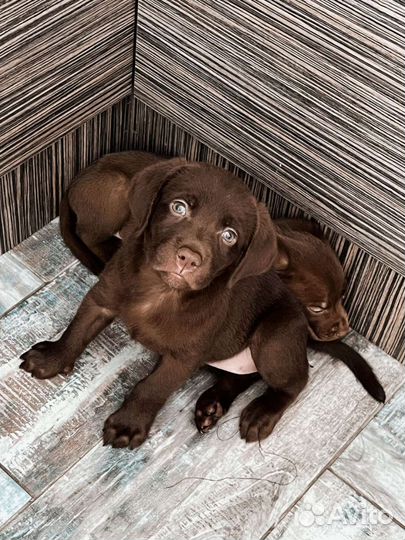 Щенки лабрадора шоколадные