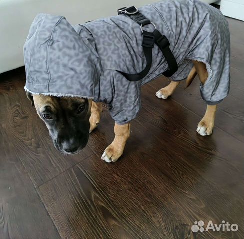 Одежна для собак petmax
