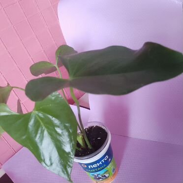 Антуриум Мужское счастье Розовый