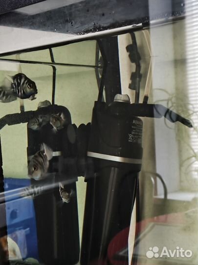 Рыбка сапфировый попугай