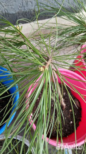 Кедр корейский