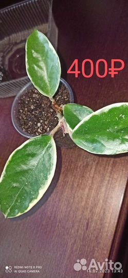 Хойя Карноза