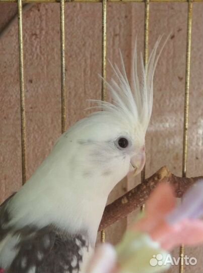 Кореллы 6-8 мес (самцы)