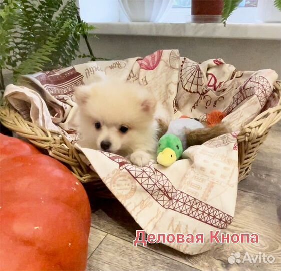 Девочка с родословной