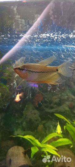 Аквариумные рыбки