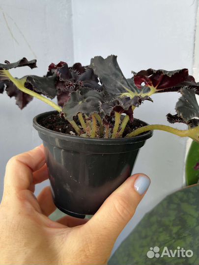 Бегония, циссус, алоказия, антуриум