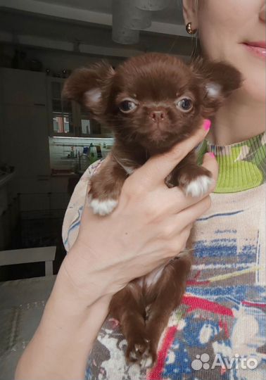 Шоколадное ассорти