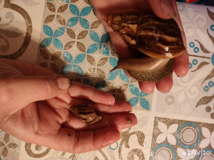 Африканские улитки большие и маленькие