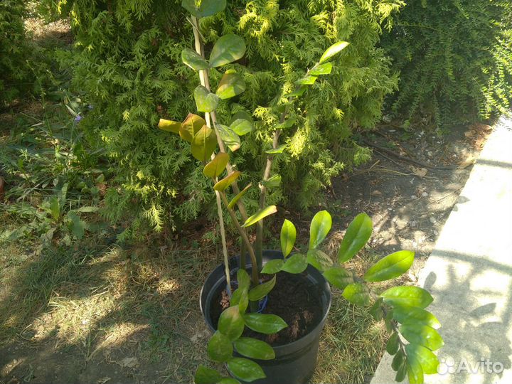 Замиокулькас