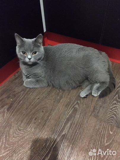 Британские котята