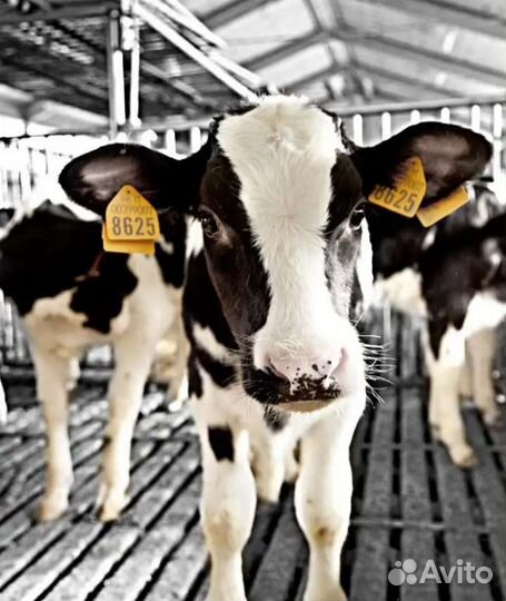 Бычки для откорма