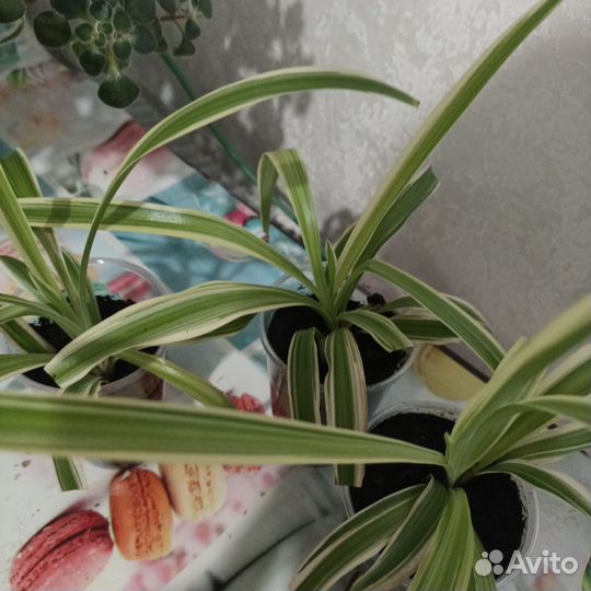 Хлорофитум