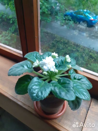 Фиалка в горшках