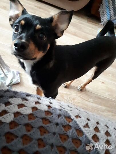 Собака в добрые руки