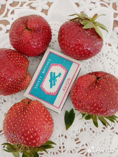 Клубника, рассада