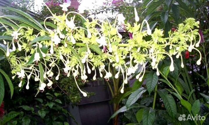 Клеродендрумы (17 сортов)