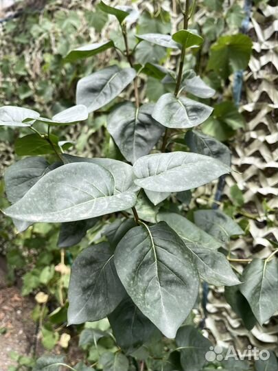 Сирень дерево