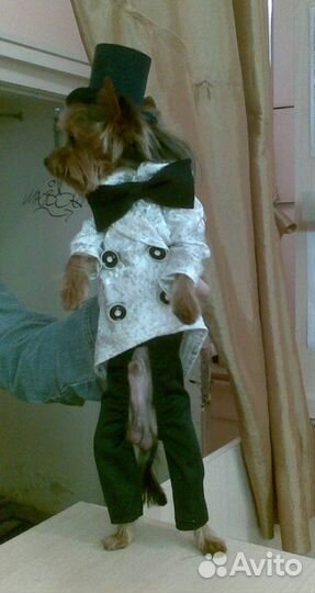 Пошив одежды для собак и кошек