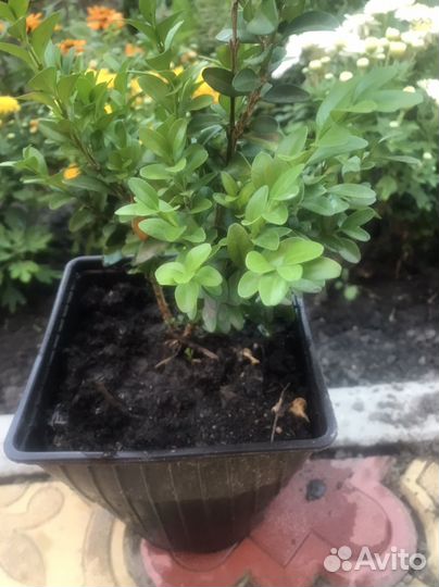 Бересклет, хризантема мультифлора