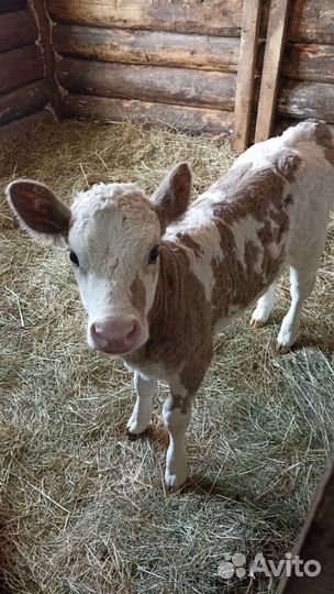 Продам тёлочку