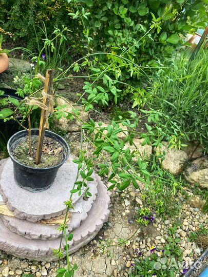 Жасмин голоцветковый