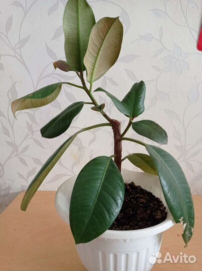 Фикус каучуконосный