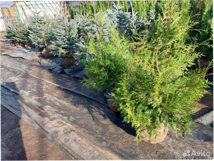 Туи 100-140 смарагд сосна ель кедр можжевельник