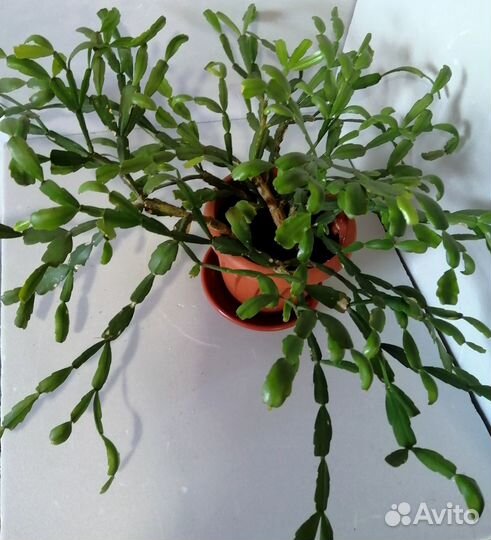 Шлюмбергера декабрист суккулент