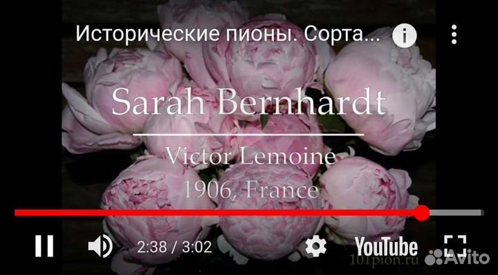 Пион Сара Бернар