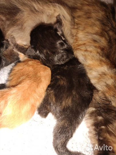 Котята мейн-кун