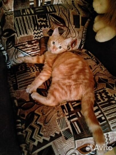 Кот