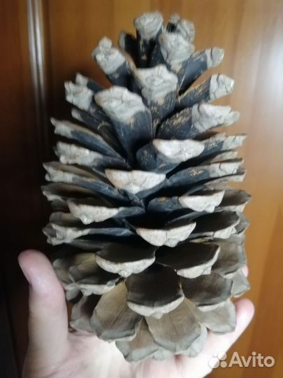Шишка кедровая