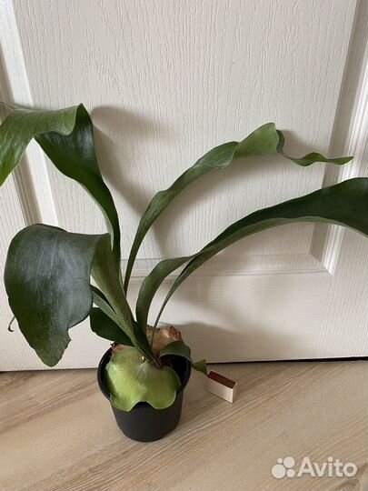 Комнатные растения